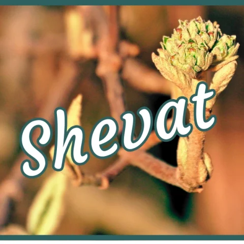 Shevat Newsletter