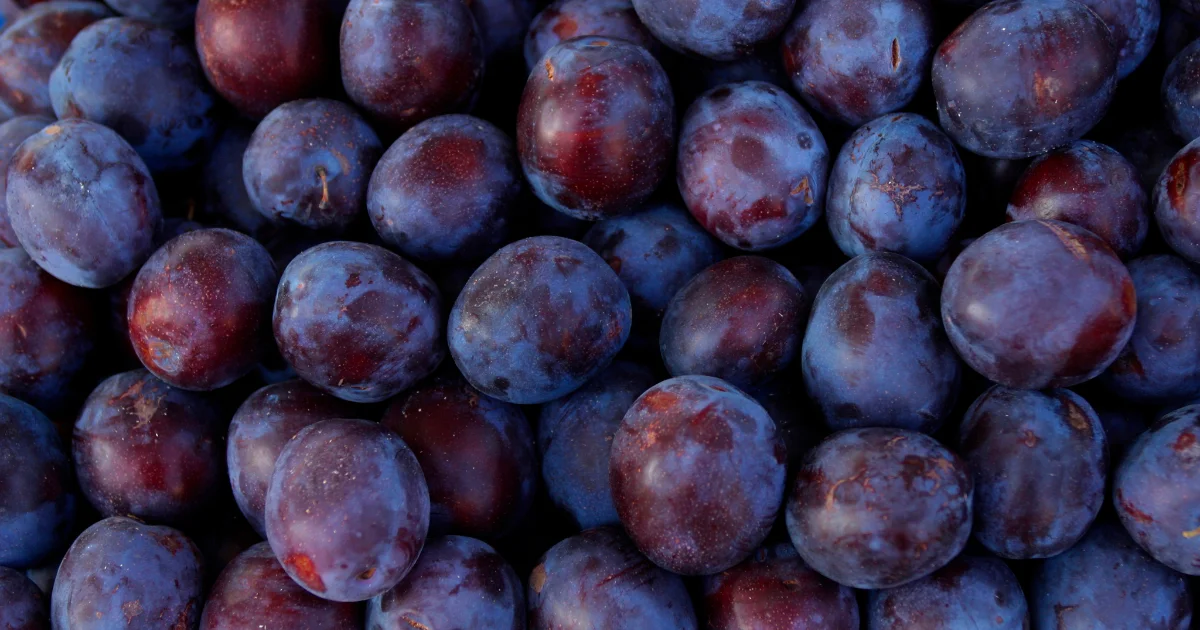 Beautiful deep blue and purple plums